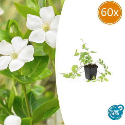 60x Vinca major 'Alba' - ↕10-25cm - Ø9cm - pflanzfix24