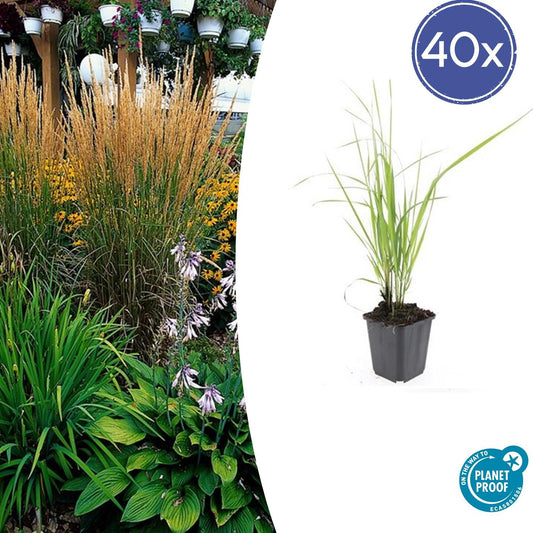 40x Calamagrostis acut. 'Karl Foerster' - ↕10-25cm - Ø9cm - Pflanzfix24