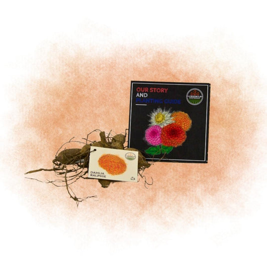 Dahlie Ralphie - 12 Knollen für 2 m², orange Blüten - Pflanzfix24.de - Pflanzfix24.de