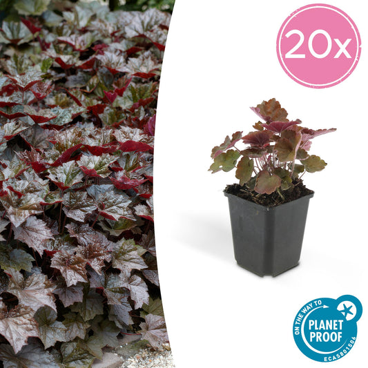 20 Stück Heuchera 'Palace Purple' von Pflanzfix24.de - Robuste Gartenstaude ↕10-25cm - Ø9cm - Pflanzfix24.de