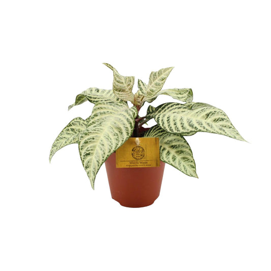 Aphelandra White Wash - Ø25cm - Pflanzfix24