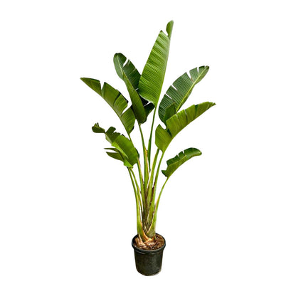 Strelitzia Augusta 250 cm Ø45 – Weiße Paradiesvogel Pflanze | Pflanzfix24.de - Pflanzfix24.de