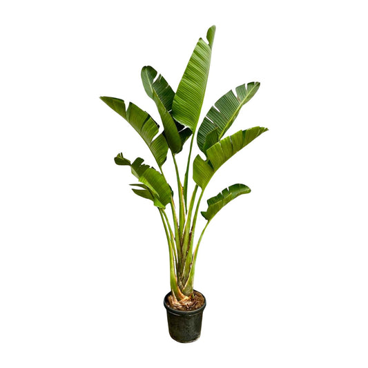 Strelitzia Augusta 250 cm Ø45 – Weiße Paradiesvogel Pflanze | Pflanzfix24.de - Pflanzfix24.de