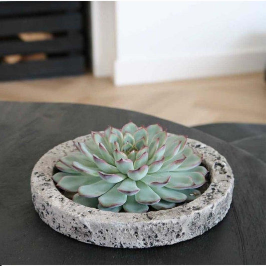 ROOTLESS Echeveria Lilacina in Concrete-Keramik | Pflanzfix24.de - Pflanzfix24.de