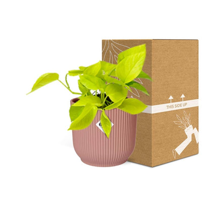 Epipremnum Pinnatum 'Golden Pothos' - pflanzfix24