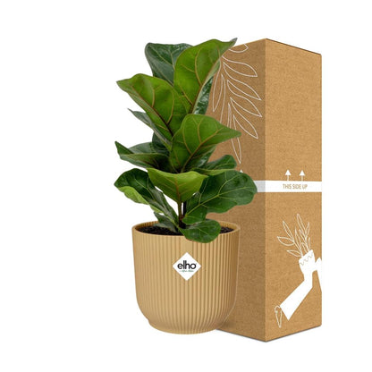 Ficus Lyrata 'Bambino' im ELHO Vibes Fold 14cm gelb - Pflanzfix24