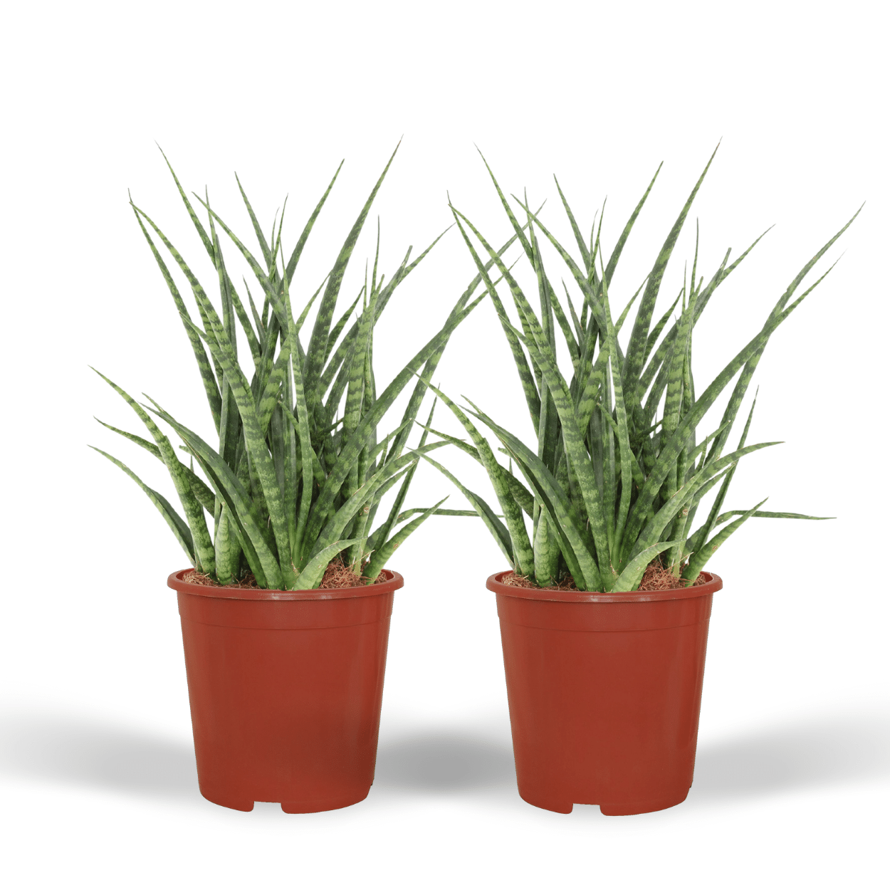 Sansevieria Fernwood Punk (Frauenzunge) - 2 Stücke - Ø12cm - ↕30cm - Pflanzfix24