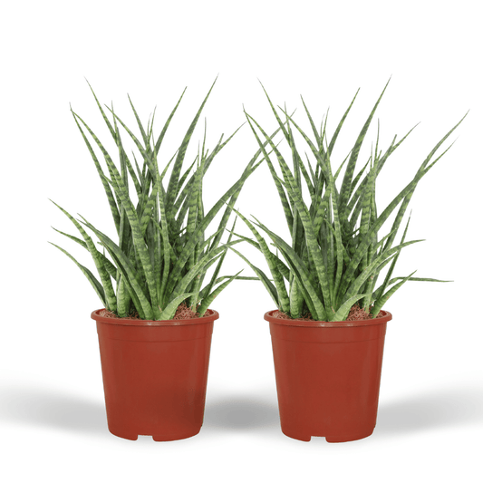 Sansevieria Fernwood Punk (Frauenzunge) - 2 Stücke - Ø12cm - ↕30cm - Pflanzfix24