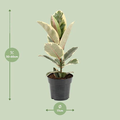 Ficus Elastica Tineke - Ø17cm - ↕55cm - Pflanzfix24