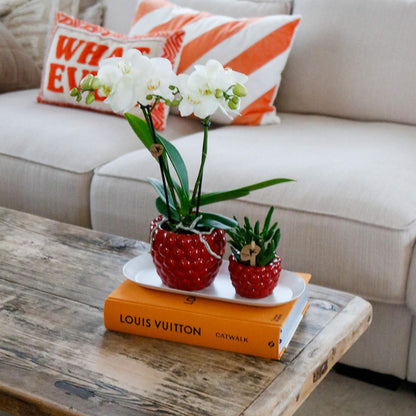 Orchideen & Rhipsalis Set auf Bambustablett – Pflanzfix24.de - Pflanzfix24.de
