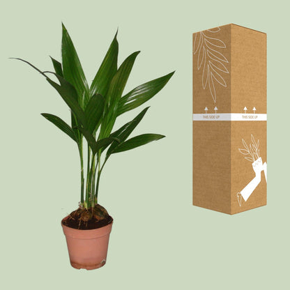 Areca Catechu - Ø12cm - ↕50cm - Pflanzfix24