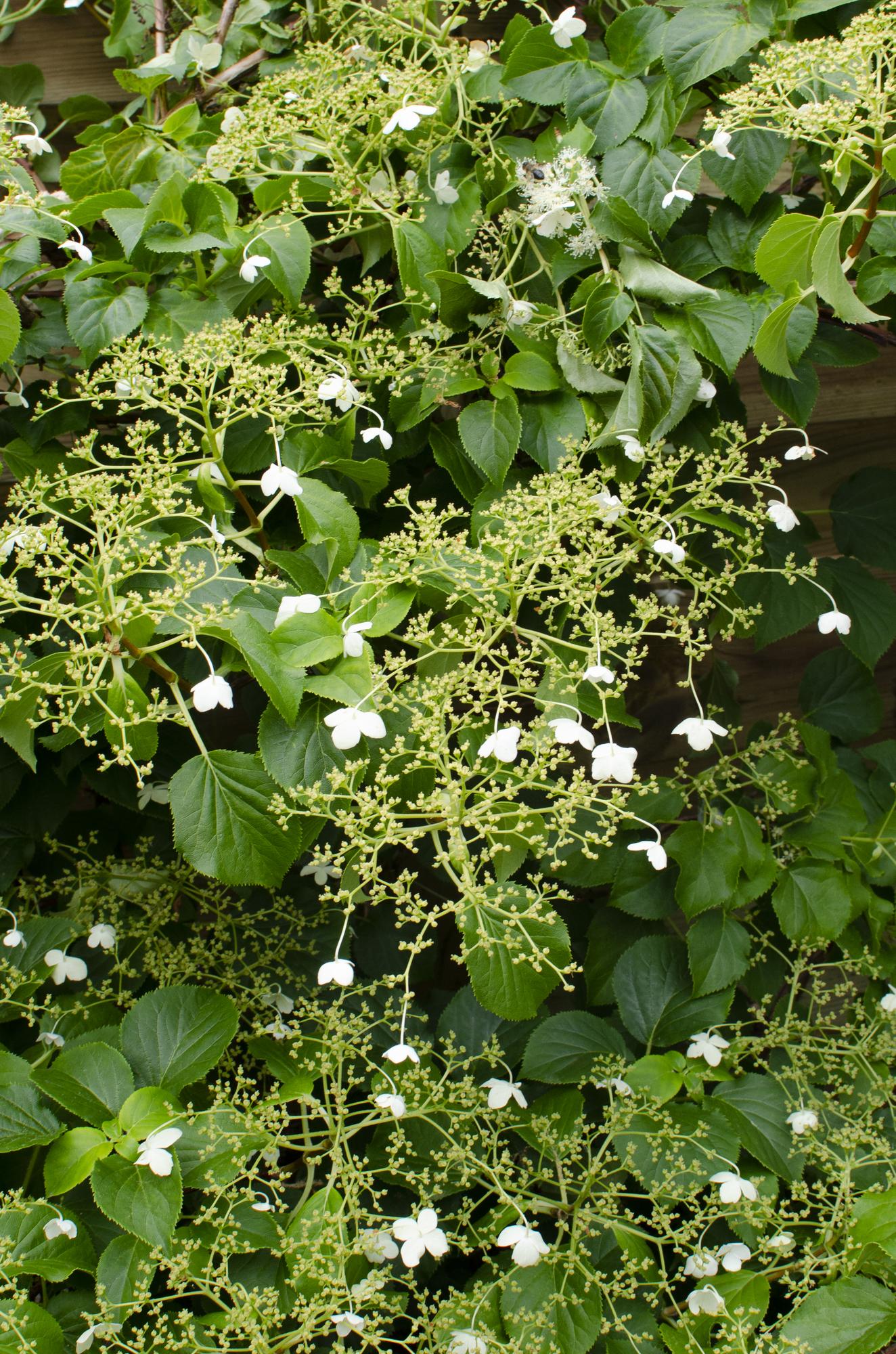 3x - Hydrangea petiolaris - ↨65cm - Ø15 - Pflanzfix24.de - Pflanzfix24.de