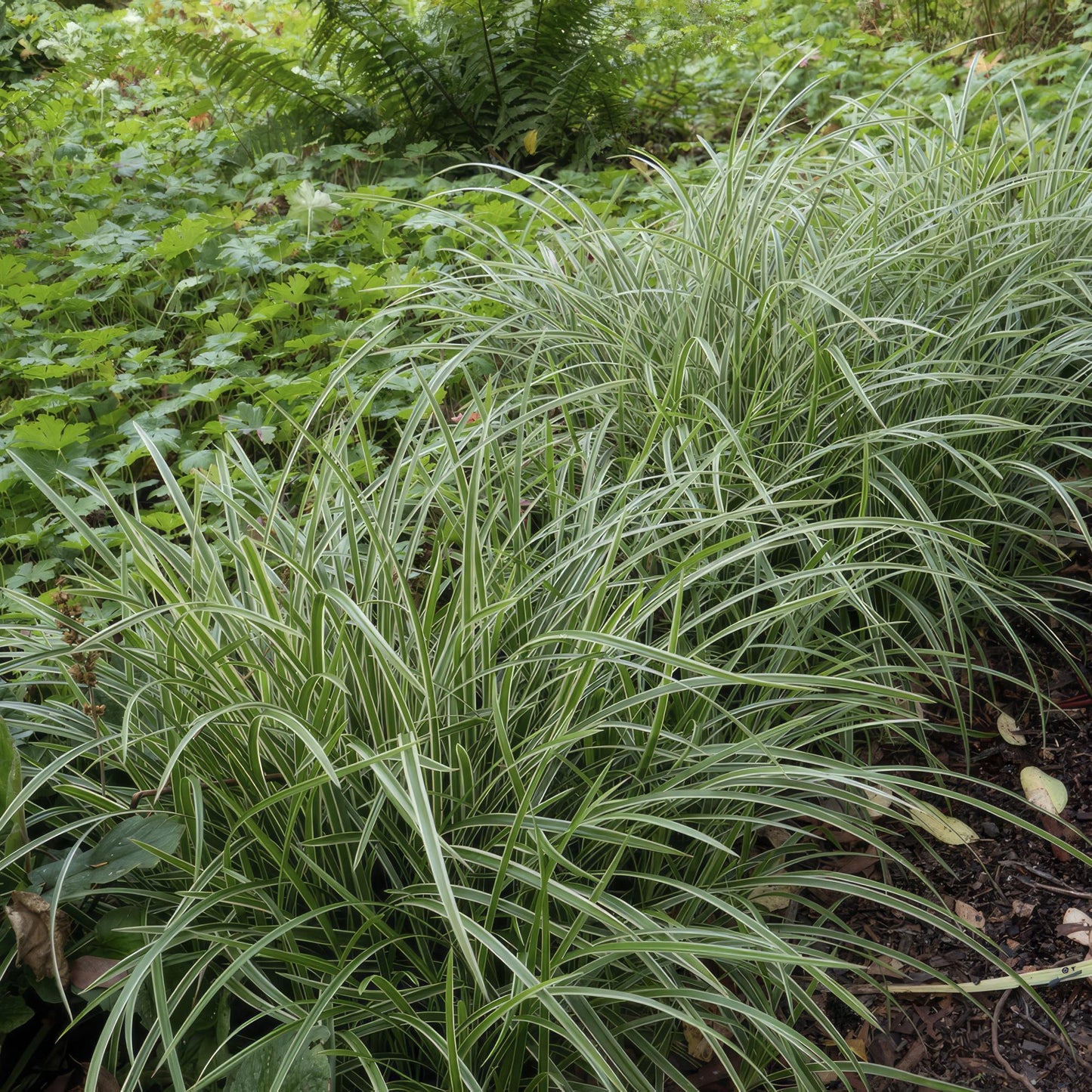24x Carex morrowii 'Ice Dance' - Ziergras für Garten - Pflanzfix24