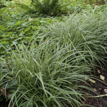 24x Carex morrowii 'Ice Dance' - Ziergras für Garten - Pflanzfix24