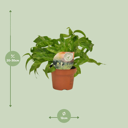 Asplenium Hurricane - Ø12cm - ↕30cm - Pflanzfix24