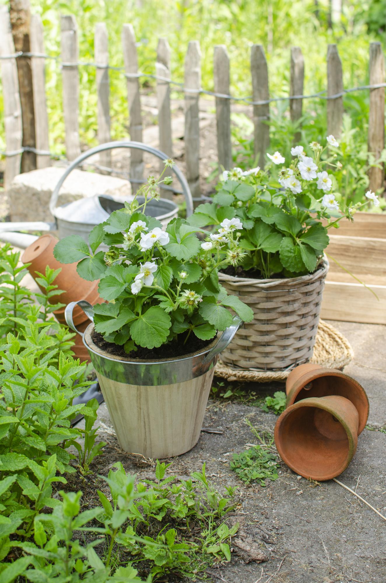 Fragaria x ananassa Delizzimo - Ø13cm - ↕45cm - Pflanzfix24