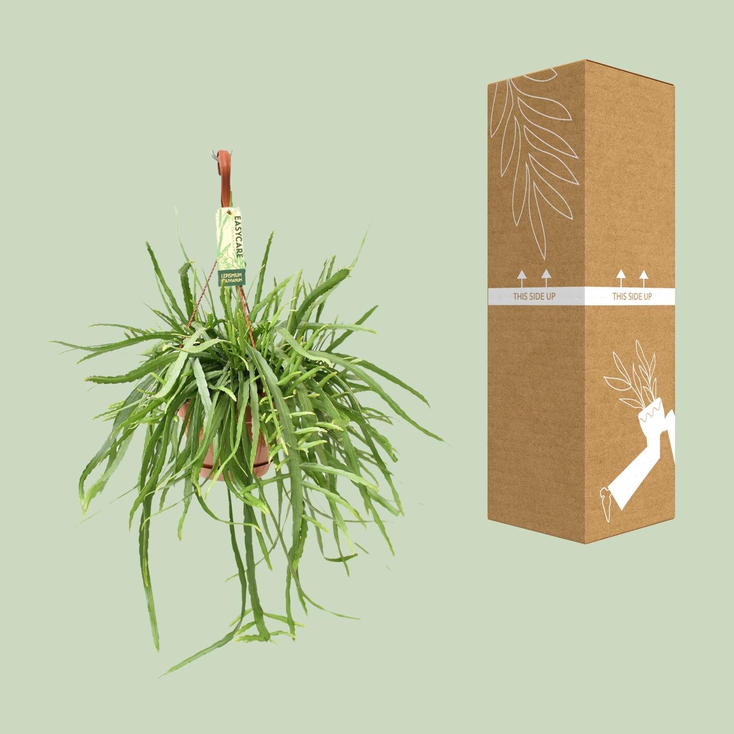 Lepismium Bolivianum – 55 cm Hängekaktus | Pflanzfix24.de - Pflanzfix24.de