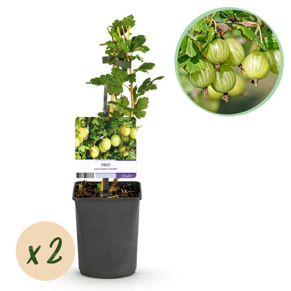 Pflanzfix24 - Stachelbeere 'Invicta' - 2 Pflanzen - Topf 11cm