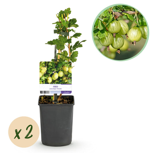 Pflanzfix24 - Stachelbeere 'Invicta' - 2 Pflanzen - Topf 11cm