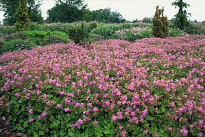 20er-Set Geranium cant. 'Cambridge' von Pflanzfix24.de - ↕10-25cm - Ø9cm - Pflanzfix24.de