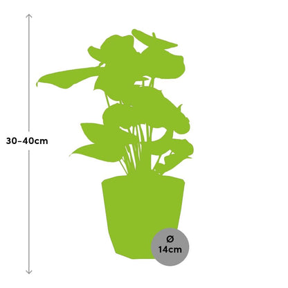 Anthurium Red 12cm in 14cm b.for rock living black - Pflanzfix24