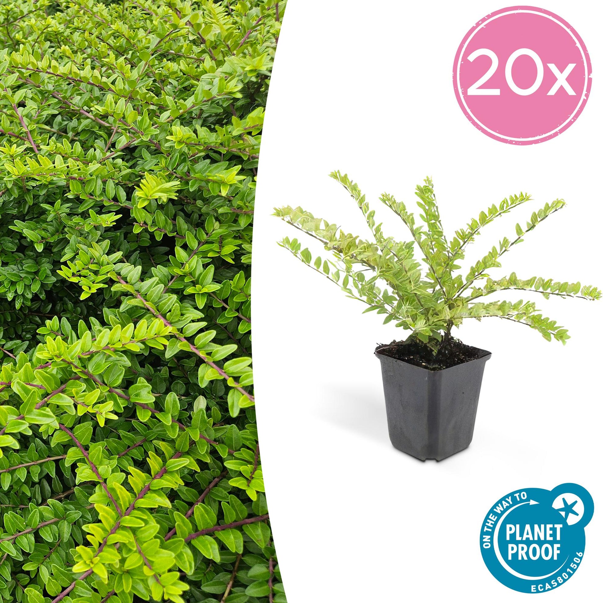 20x Lonicera nit. 'Maigrün' - 10-25cm - Ø9cm - Pflanzfix24.de - Pflanzfix24.de