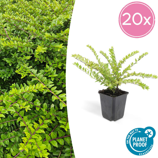 20x Lonicera nit. 'Maigrün' - 10-25cm - Ø9cm - Pflanzfix24.de - Pflanzfix24.de