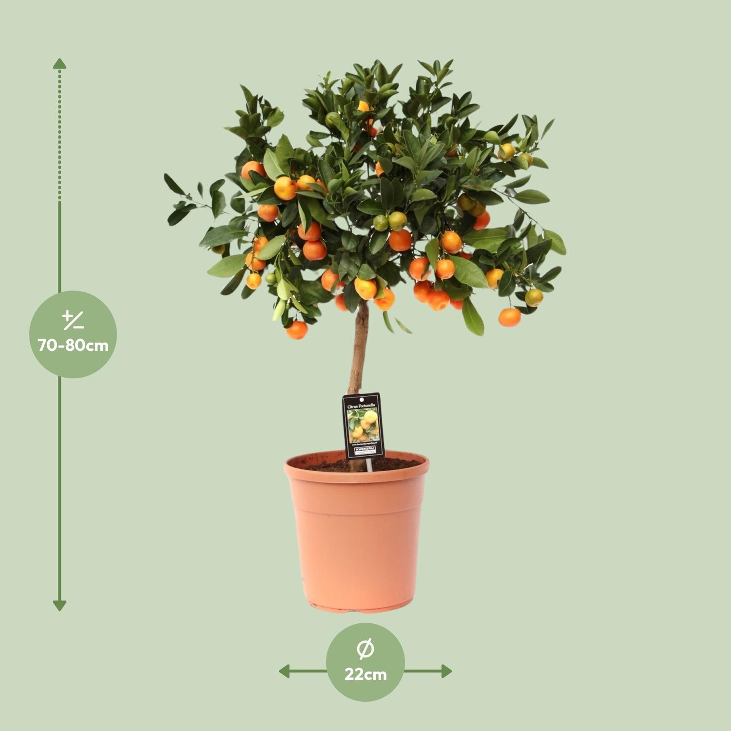 Citrus Calamondin - Ø22cm - ↕80cm - Pflanzfix24.de - Pflanzfix24.de