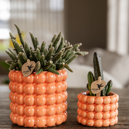 pflanzfix24 | Poppy Ziertopf - Orange - Ø6cm