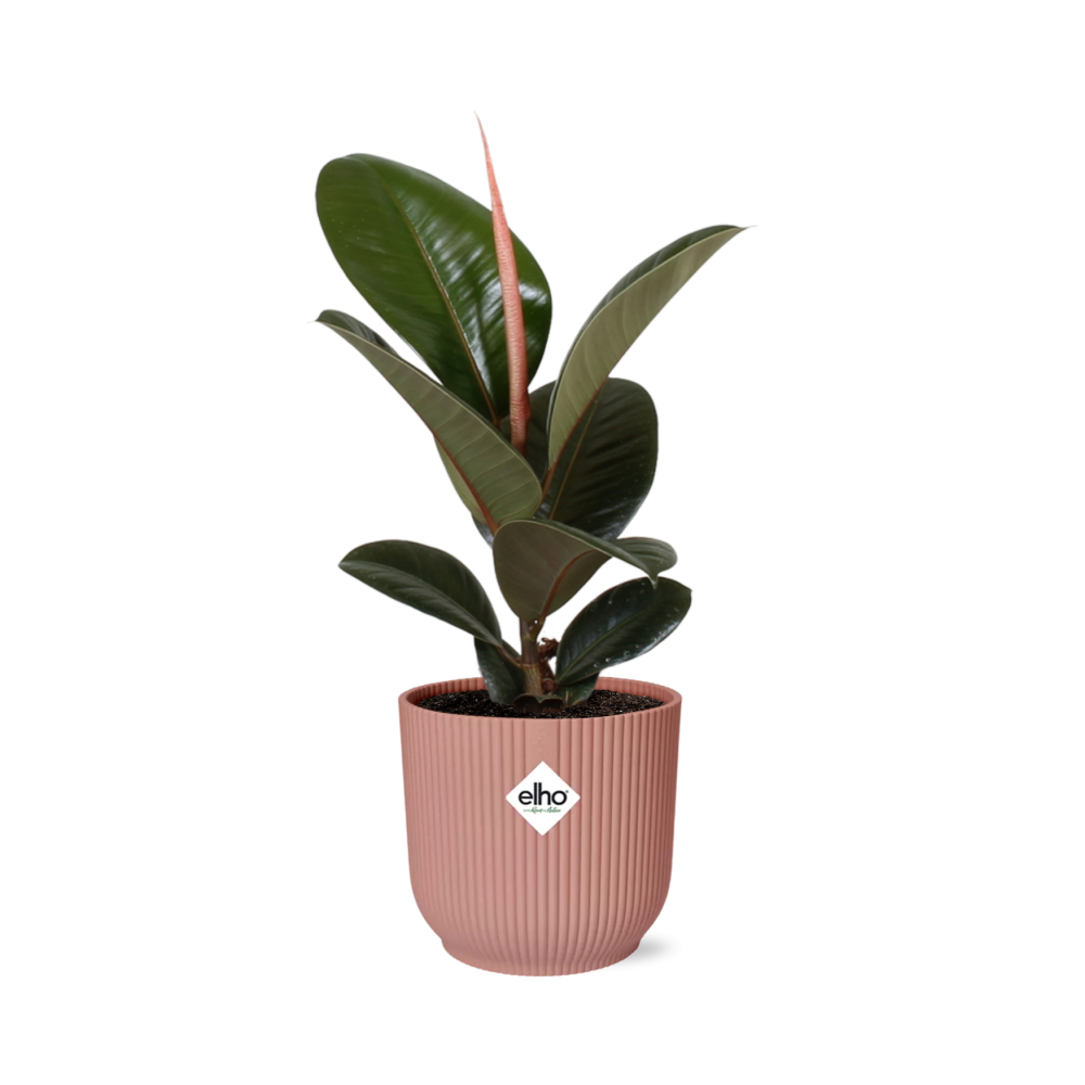 Ficus Elastica 'Robusta' in ELHO Vibes Fold 14cm roze - pflanzfix24