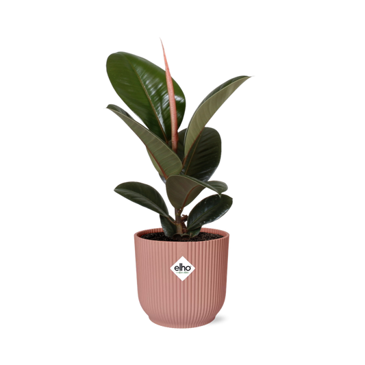 Ficus Elastica 'Robusta' in ELHO Vibes Fold 14cm roze - pflanzfix24