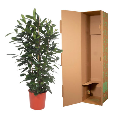 Ficus Cyathistipula struik - 180 cm - ø34 - Pflanzfix24