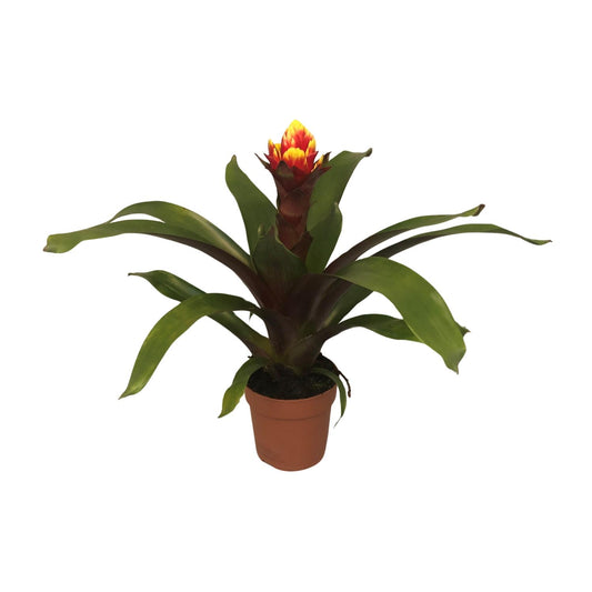Guzmania Crown - Ø12cm - ↕45cm - Pflanzfix24