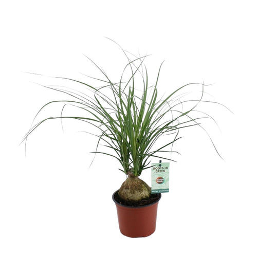 Beaucarnea Recurvata Ø12 cm – Zimmerpflanze | Pflanzfix24