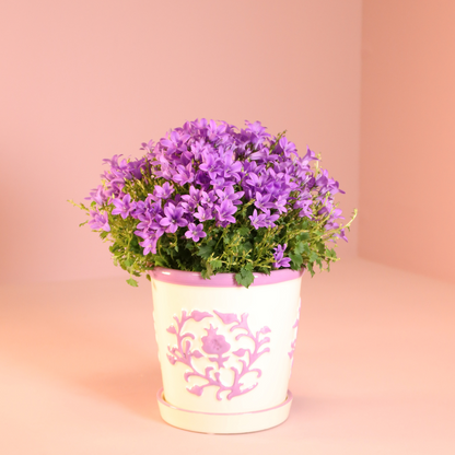 2x Campanula Addenda Ambella Intense Purple in Malaga-Dekotöpfen - Pflanzfix24.de - Pflanzfix24.de