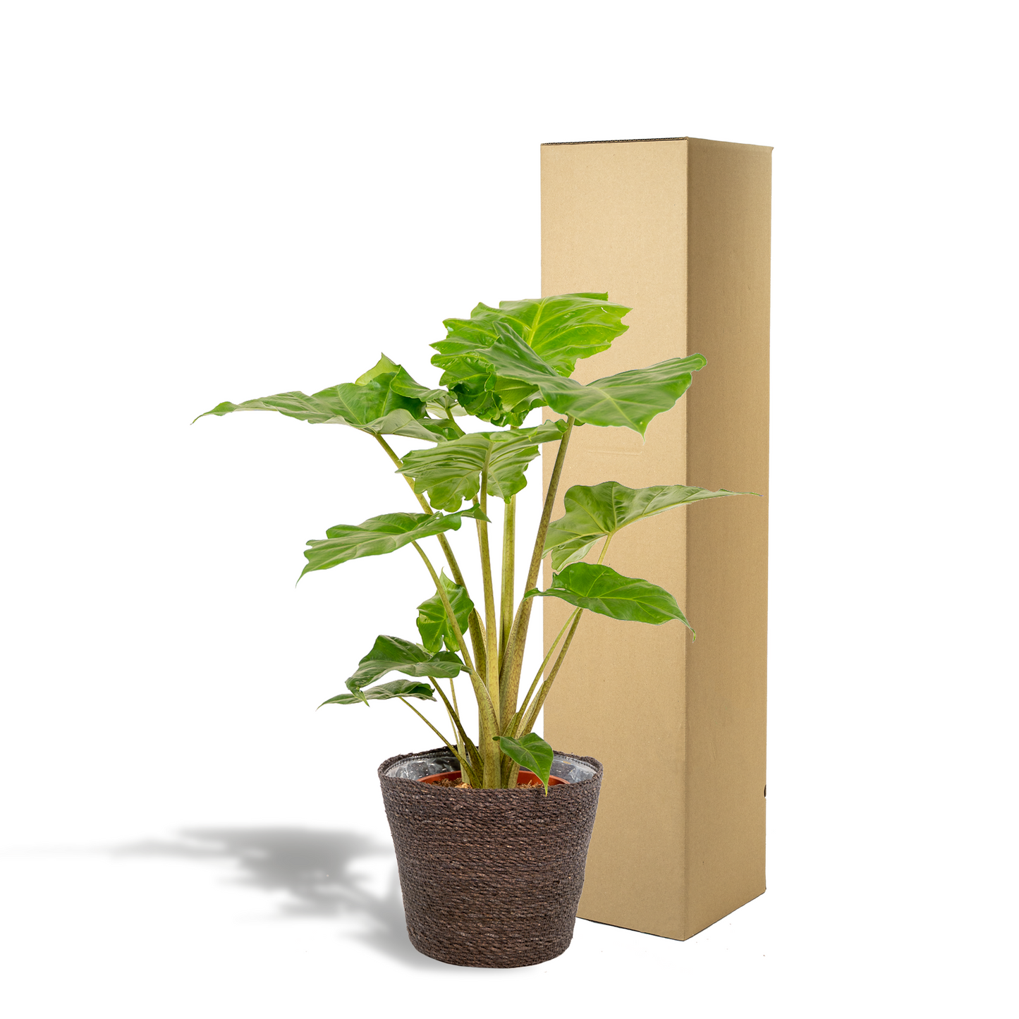 Alocasia Portodora - Ø21cm - ↕80cm + Korb Igmar - Pflanzfix24