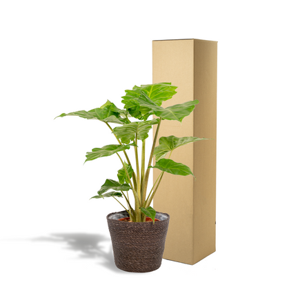 Alocasia Portodora - Ø21cm - ↕80cm + Korb Igmar - Pflanzfix24