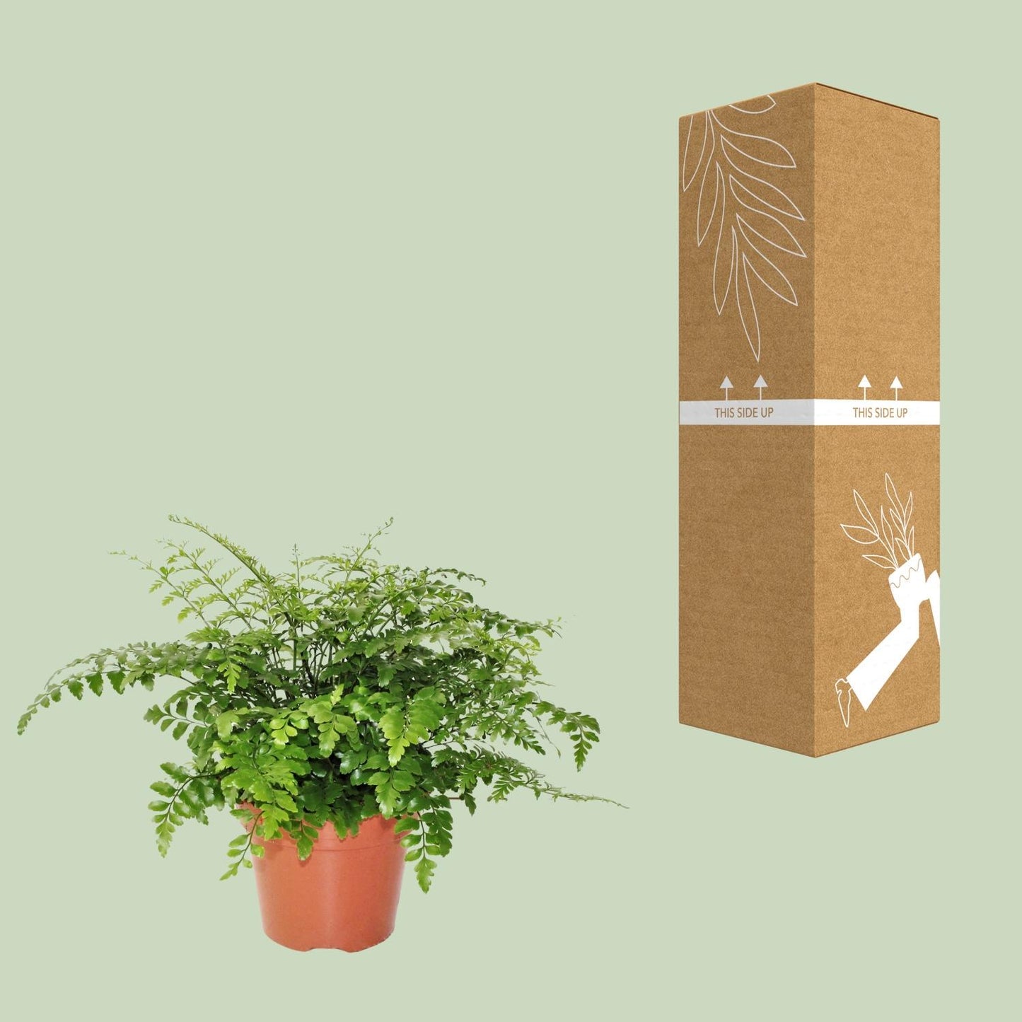 Asplenium Parvati - Ø17cm - ↕30cm bei Pflanzfix24.de - Pflanzfix24.de