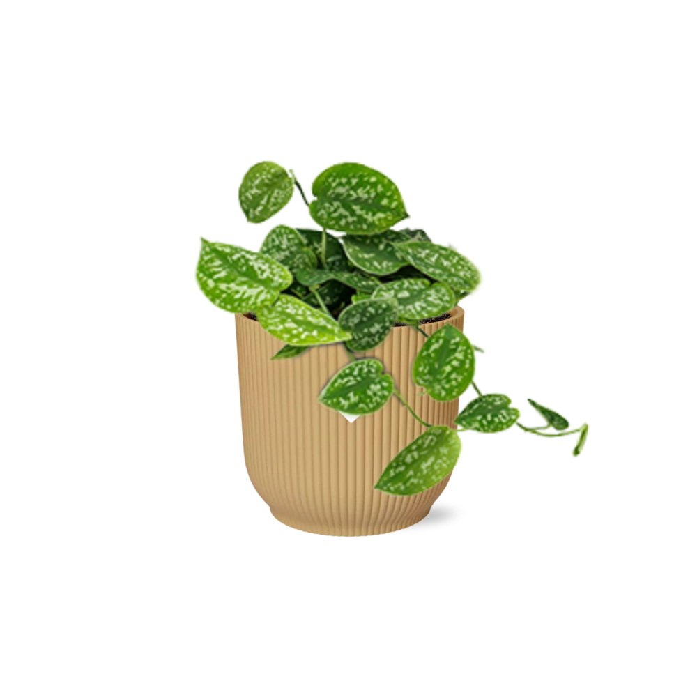 Scindapsus Pictus ‘Argyraeus’ 14cm Gelb – Luftreinigende Zimmerpflanze | Pflanzfix24