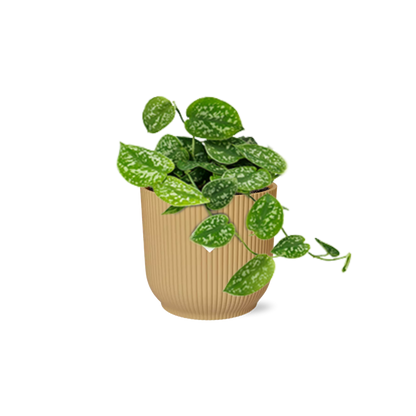 Scindapsus Pictus ‘Argyraeus’ 14cm Gelb – Luftreinigende Zimmerpflanze | Pflanzfix24