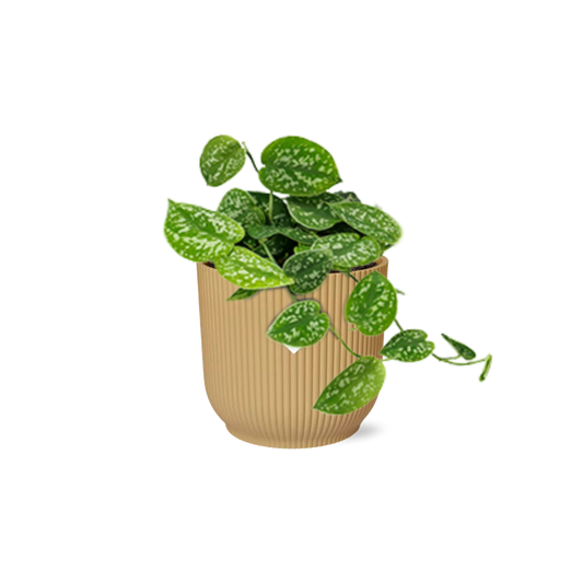 Scindapsus Pictus ‘Argyraeus’ 14cm Gelb – Luftreinigende Zimmerpflanze | Pflanzfix24