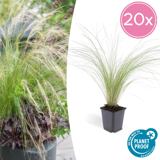 Stipa tenuissima 'Ponytails' - 20x Set - Pflanzfix24.de - Pflanzfix24.de