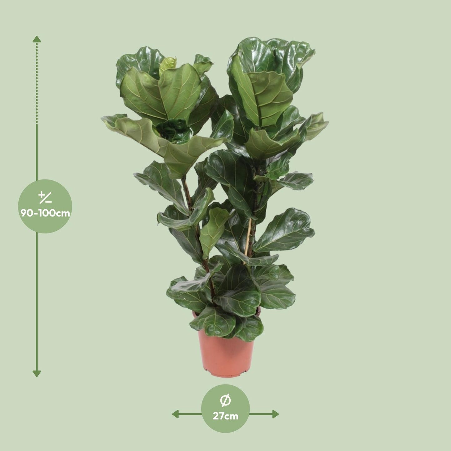 Ficus Lyrata - Ø27cm - ↕100cm bei Pflanzfix24