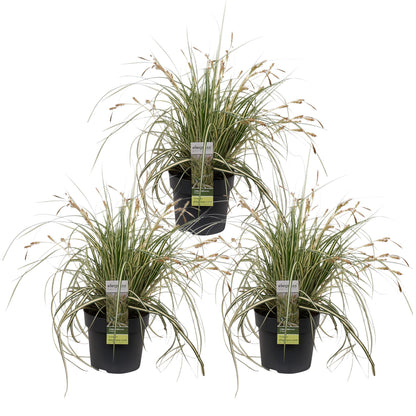 3x Carex hachijoensis 'Evergold' - 30cm - Ø14 - Pflanzfix24