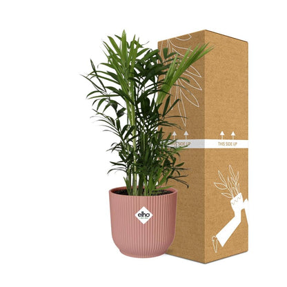 Chamaedorea Elegans in ELHO Vibes Fold 14cm roze - Pflanzfix24