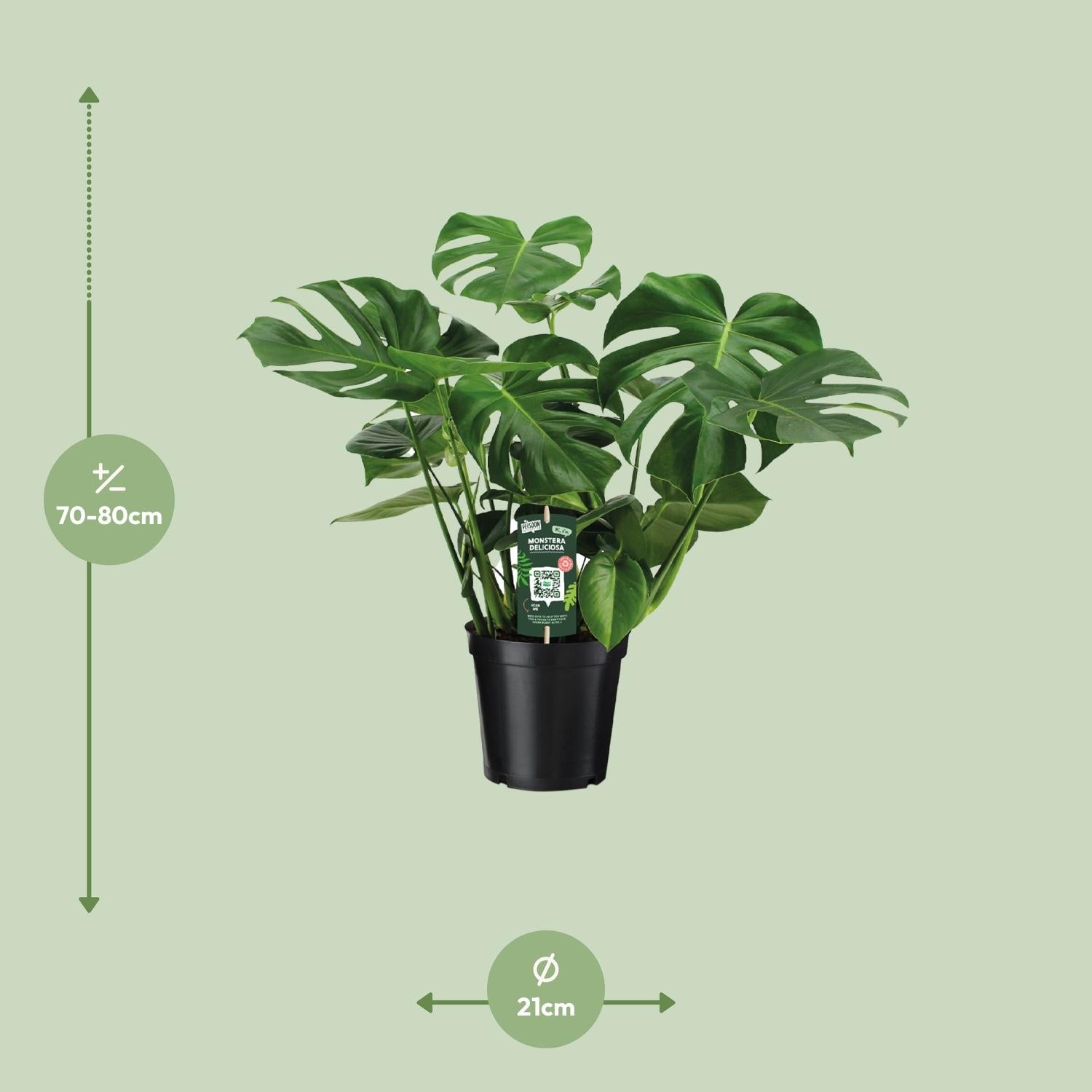 Monstera Deliciosa Ø21cm – 65 cm Zimmerpflanze | Pflanzfix24.de - Pflanzfix24.de