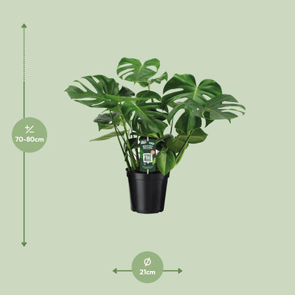 Monstera Deliciosa Ø21cm – 65 cm Zimmerpflanze | Pflanzfix24.de - Pflanzfix24.de