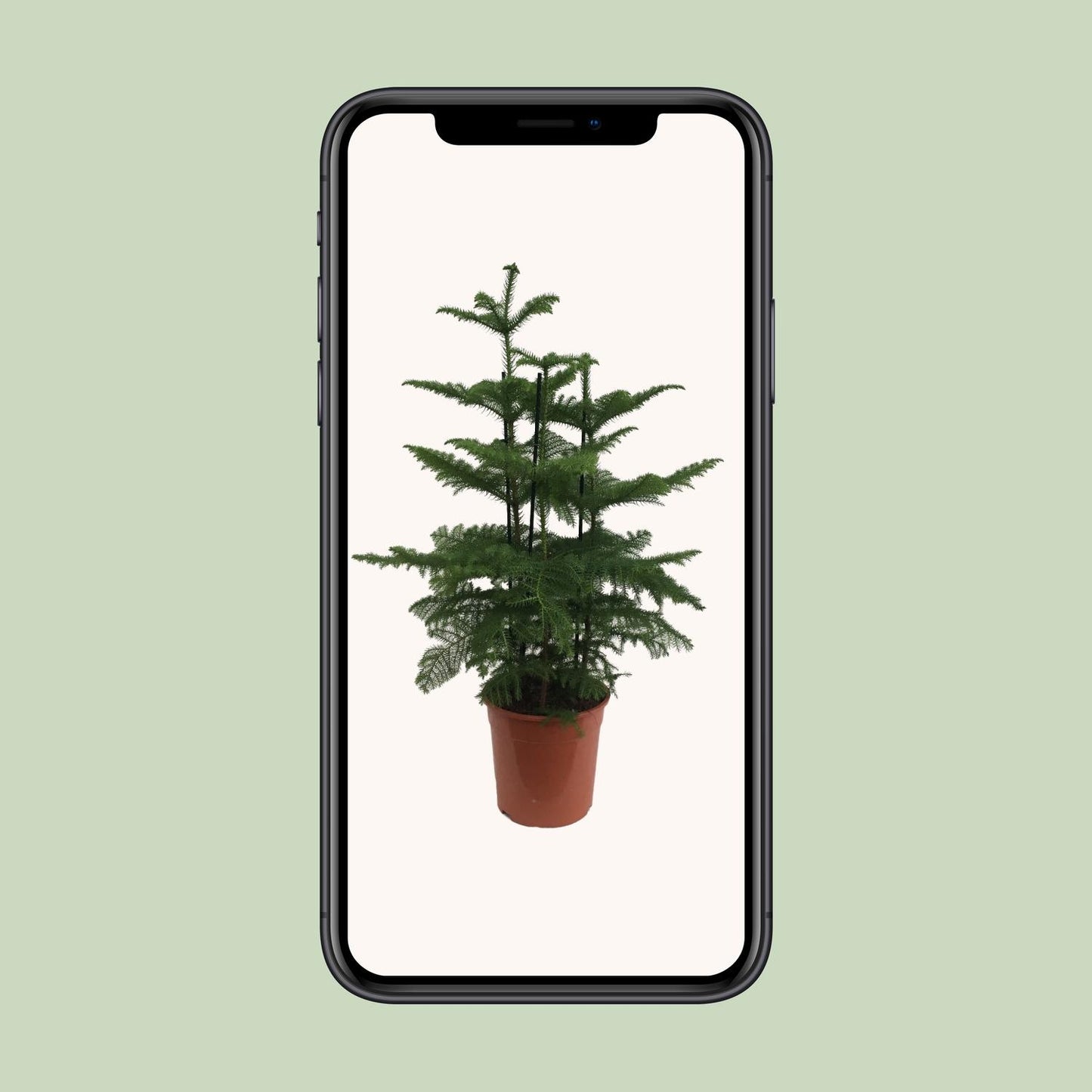 Araucaria (2 Tak) - Ø27cm - ↕110cm - Pflanzfix24