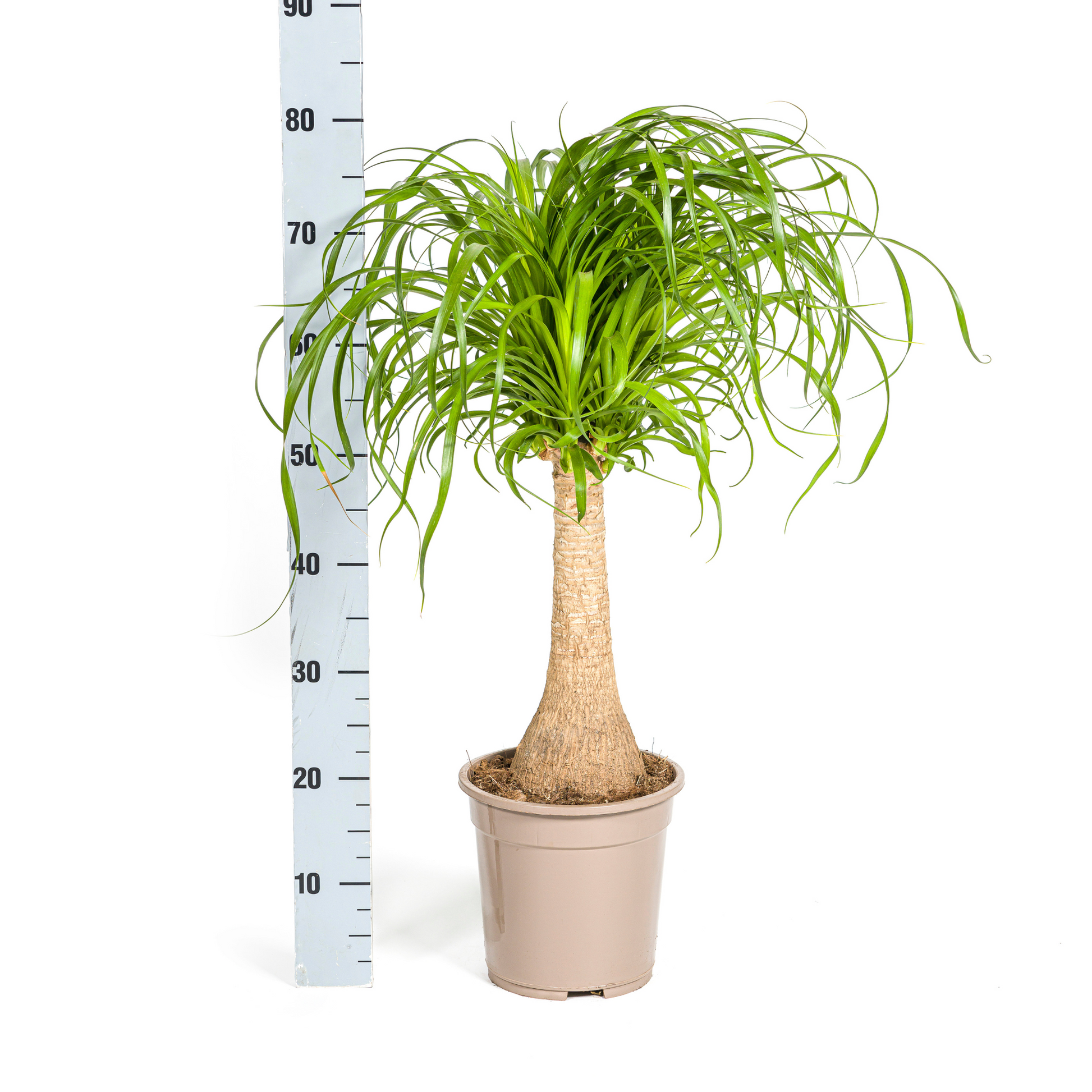 Beaucarnea Recurvata Stamm Ø21cm - ↕60 - 80cm von Pflanzfix24.de - Pflanzfix24.de