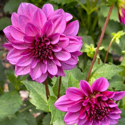 Flowerbulbs Amsterdam - Dahlie Blue Bell, Große Breite Blütenblätter